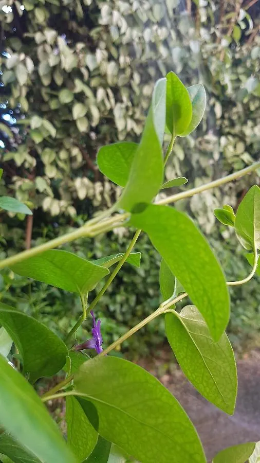 Il Giardino Home Lippo